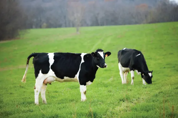 Dairy Farming Image