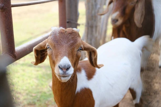 Goat Image