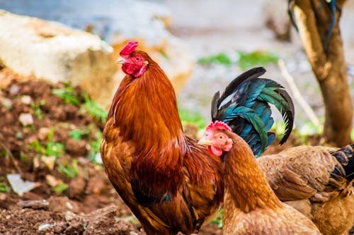 Hen Image